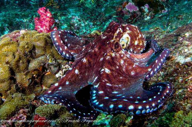 Cephalopods in Surin and similan dive sites