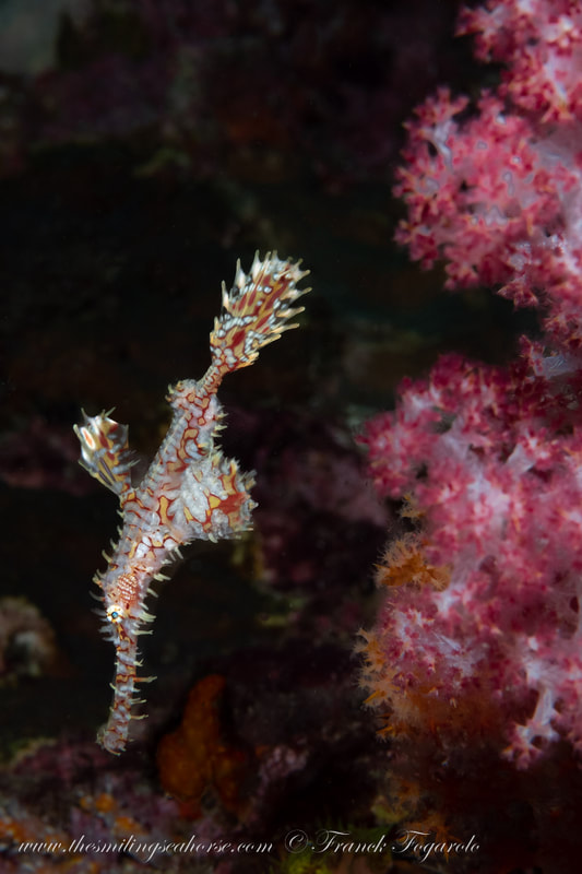 ghost pipe fish in thailand