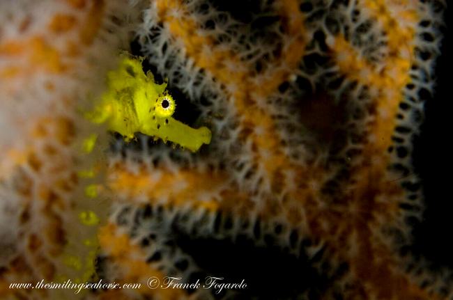 Sweet sweet juvenile seahorse trying to hide!