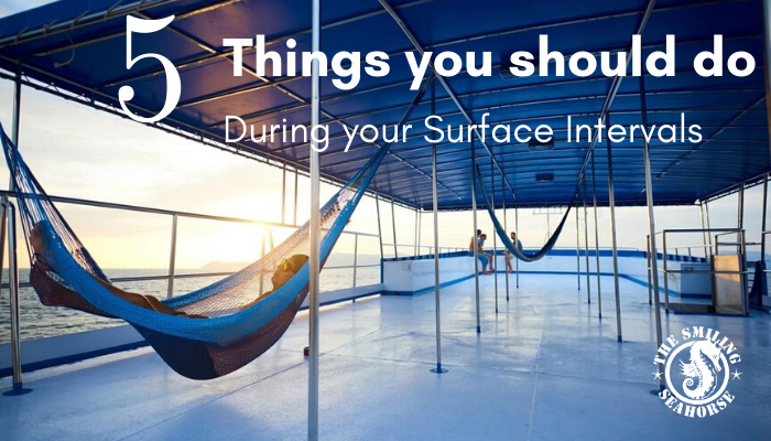 5 things you should do during your surface interval blog post header
