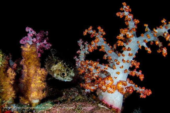 Scorpionfish and colorful soft coral