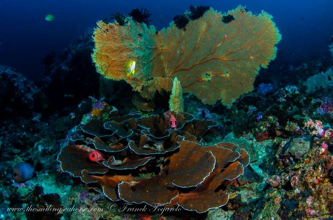 Seafan and mushroom coral