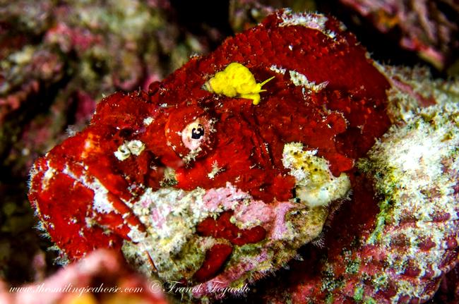 A stonefish, red and bad humor...