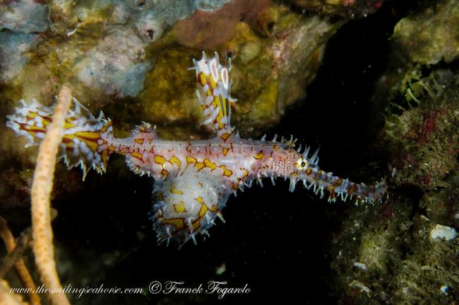Tiny colorful ghost pipefish