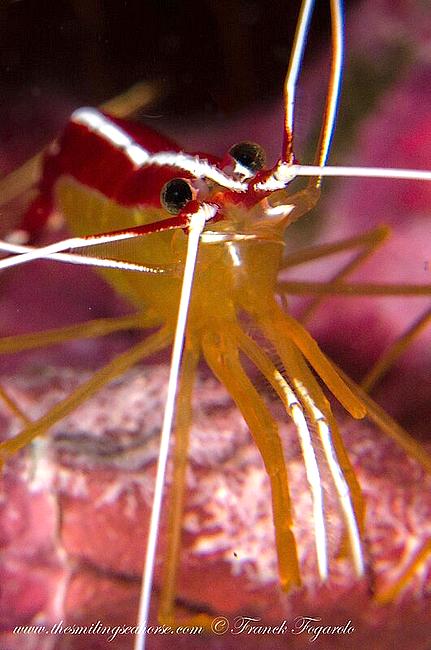 Big eyes shrimp...