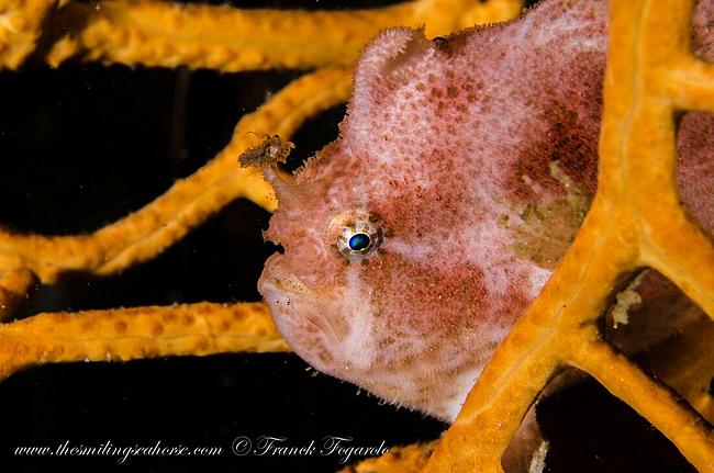 Little frogfish