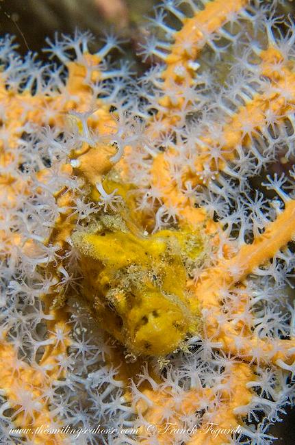 Baby frogfish