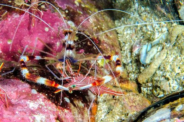 Boxer shrimp with Durban shrimp