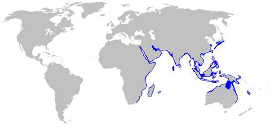 Map of zebra shark habitat by Sharksider.com