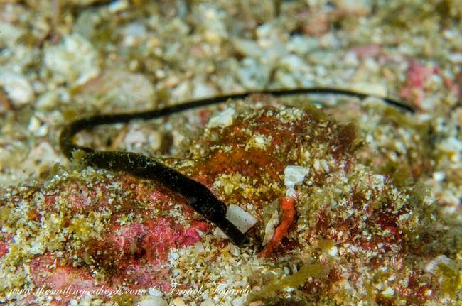 Bent stick pipefish