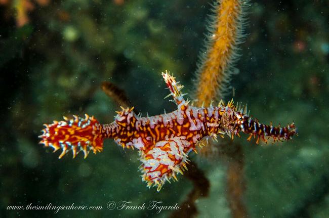 Colorful Ornate ghost pipefish