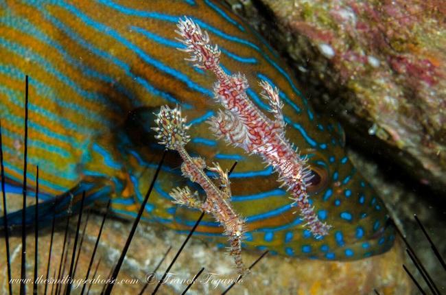 Pinky Ornate ghost pipefishes