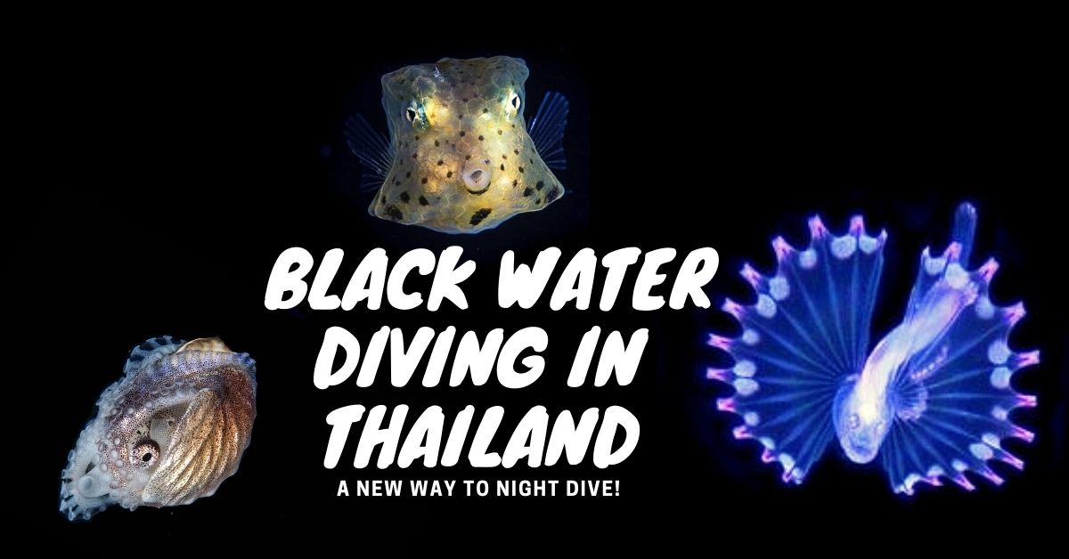 Black Water diving option now on all our cruises!