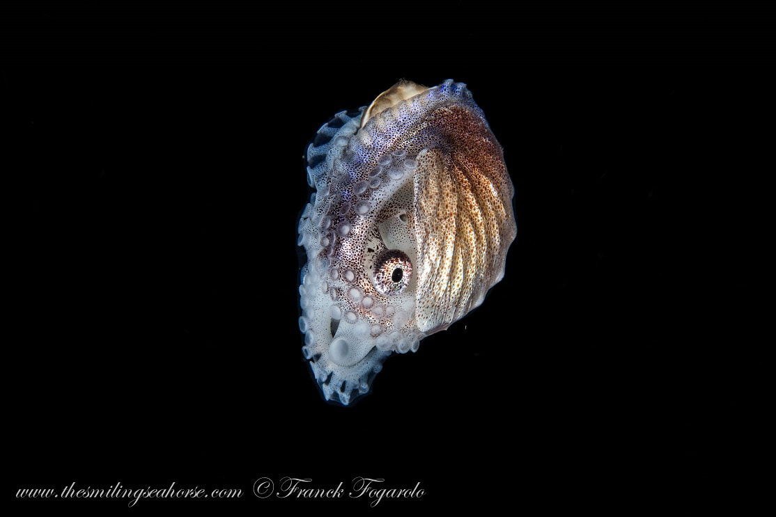 paper nautilus in Thailand
