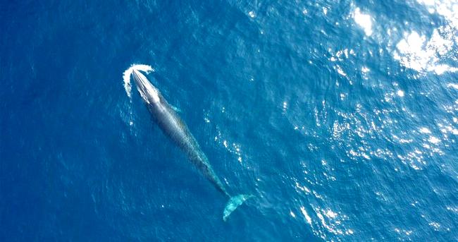 Whales season in Andaman Sea...