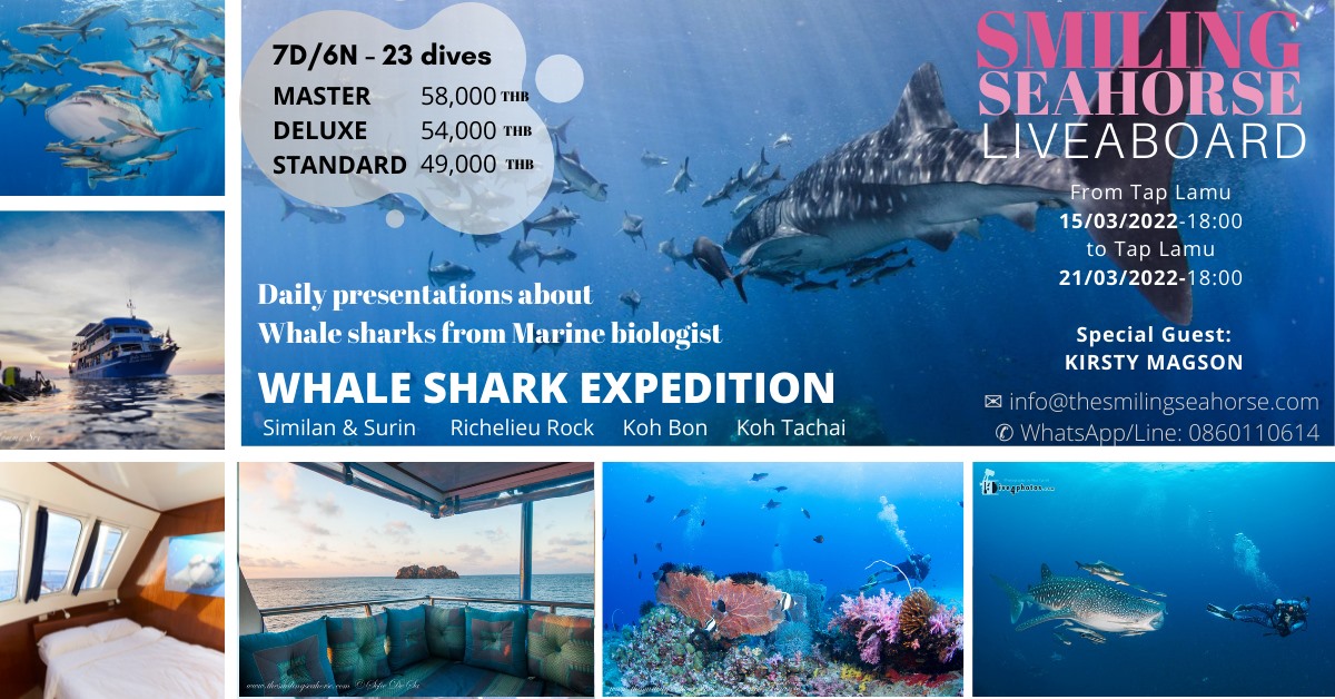Whale sharks expedition