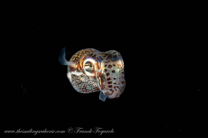 Underwater macro photography