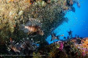 Coral banks fauna in Burma