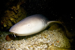 Best Burma diving spot Shark Cave