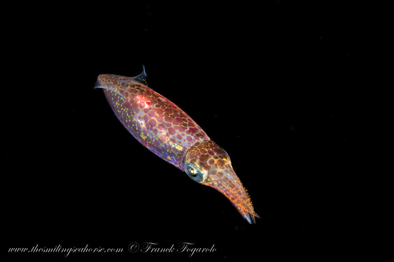 Baby squid in blackwater dive