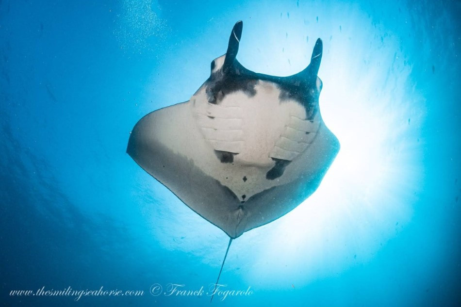 Star of the cruise: the Manta ray
