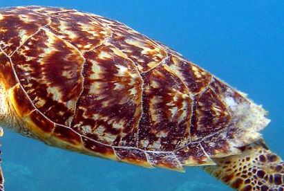 Hawkbill turtle shell