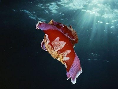 beautiful spanish dancer picture by The Smiling Seahorse