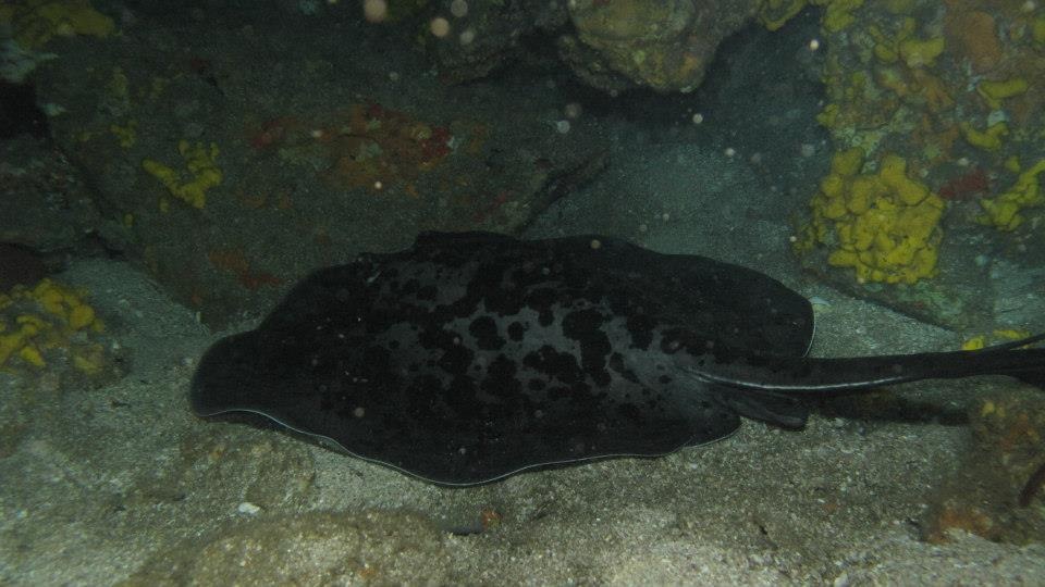 blotched stingray diving burma