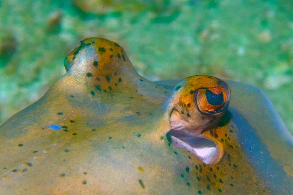 Blue spotted sting ray eyes