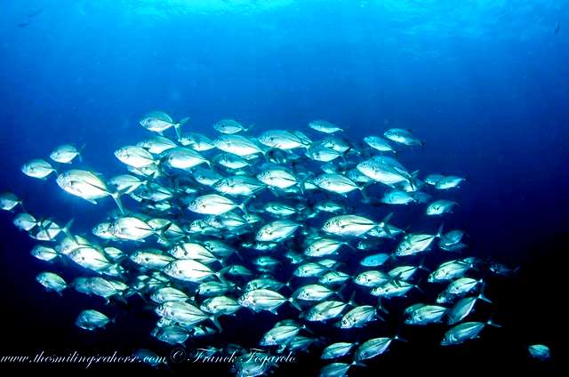 Fish school in Mergui archipelago