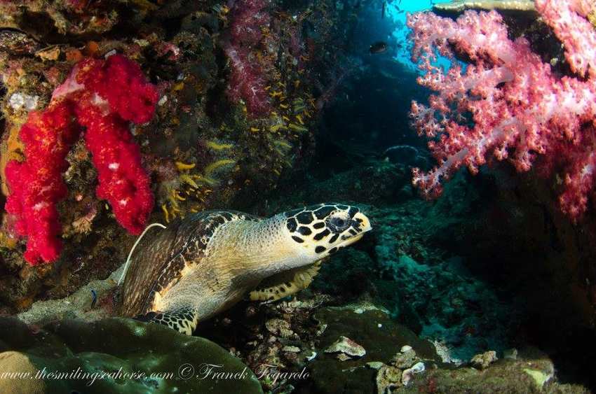 Sea turtle in Burma