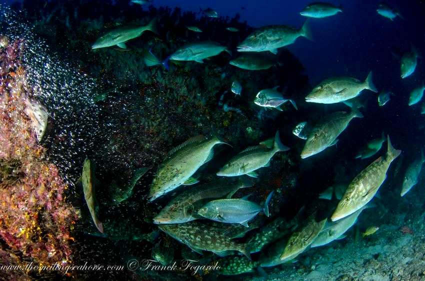 Mergui archipelago fishies