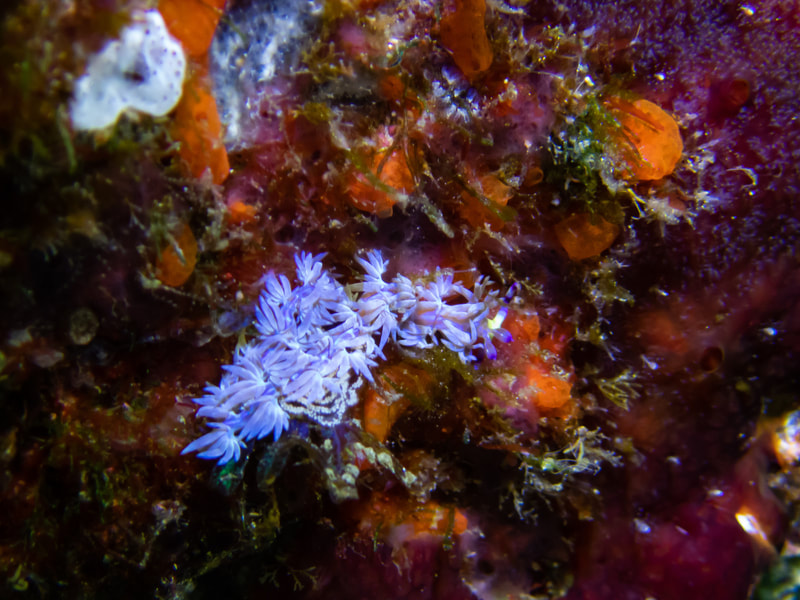 Beautiful nudibranche on the reef