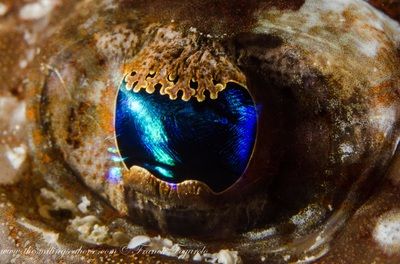 an eye under the sea. Burma's dive cruises