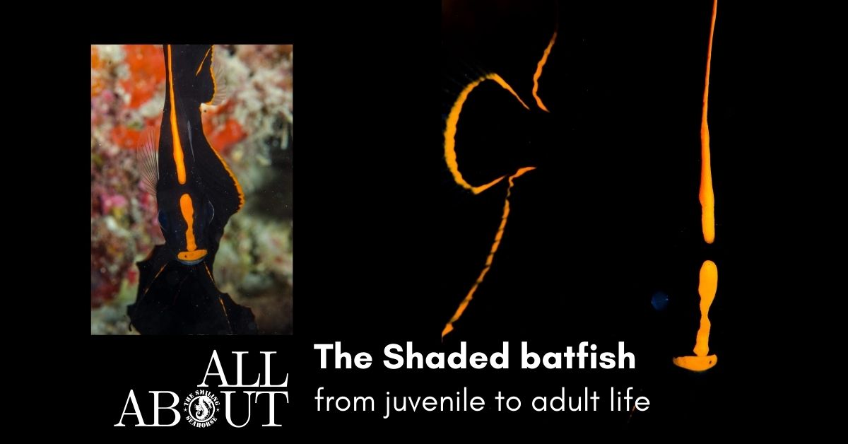 all about the shaded batfish
