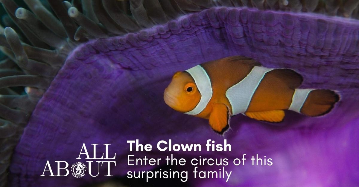 all about the clownfish family