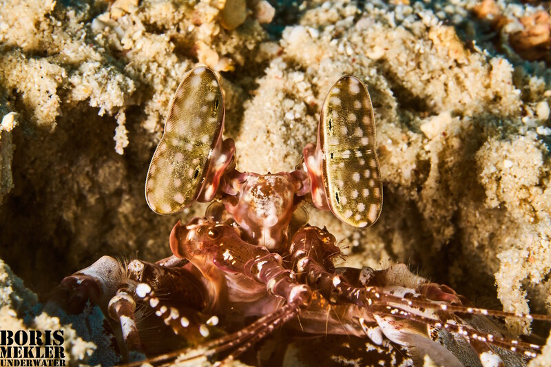 spearer mantis shrimp