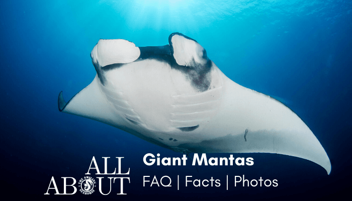 All about Giant oceanic manta ray