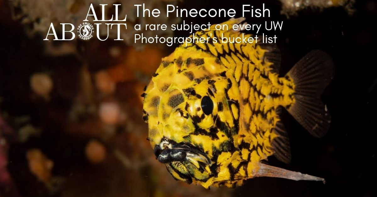 All about Pinecone fish