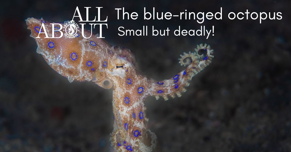 The blue ringed octopus, small but not defenseless