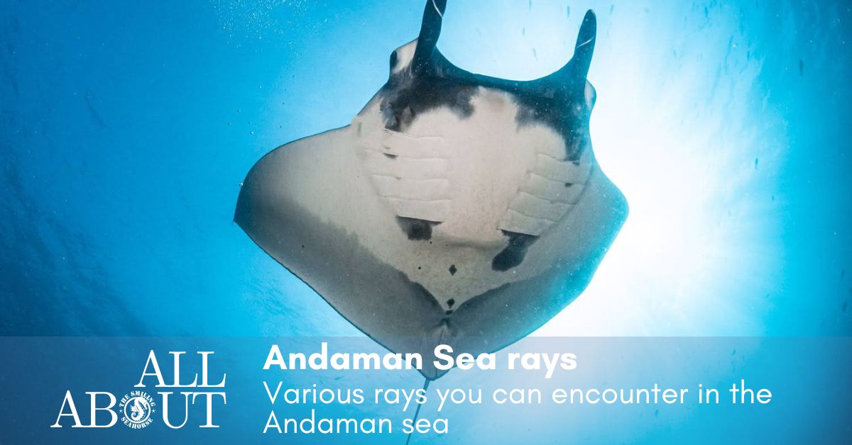 Rays of the Andaman Sea in Myanmar and Thailand