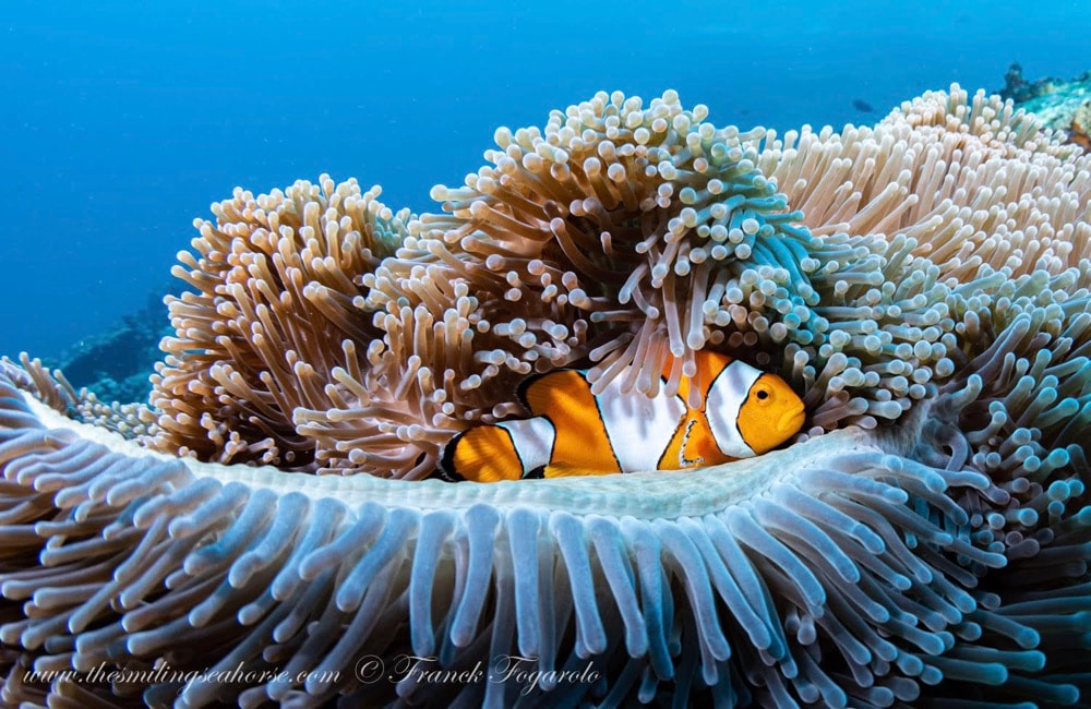 Clownfish, Anemone Reef