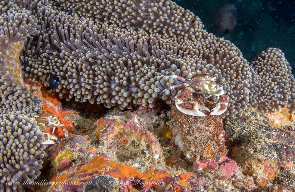 Porcelain crab, Anemone Reef