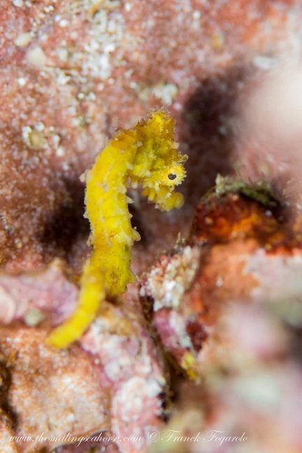 Tiny seahorse