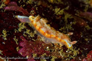 juvenile of an orange spanish dancer, hexobranchus sanguineus on the reef