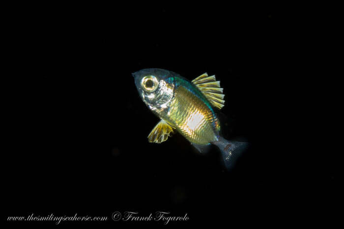 Baby Squirel fish