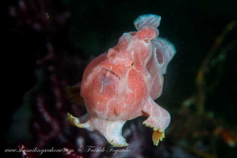 Baby giant frog fish