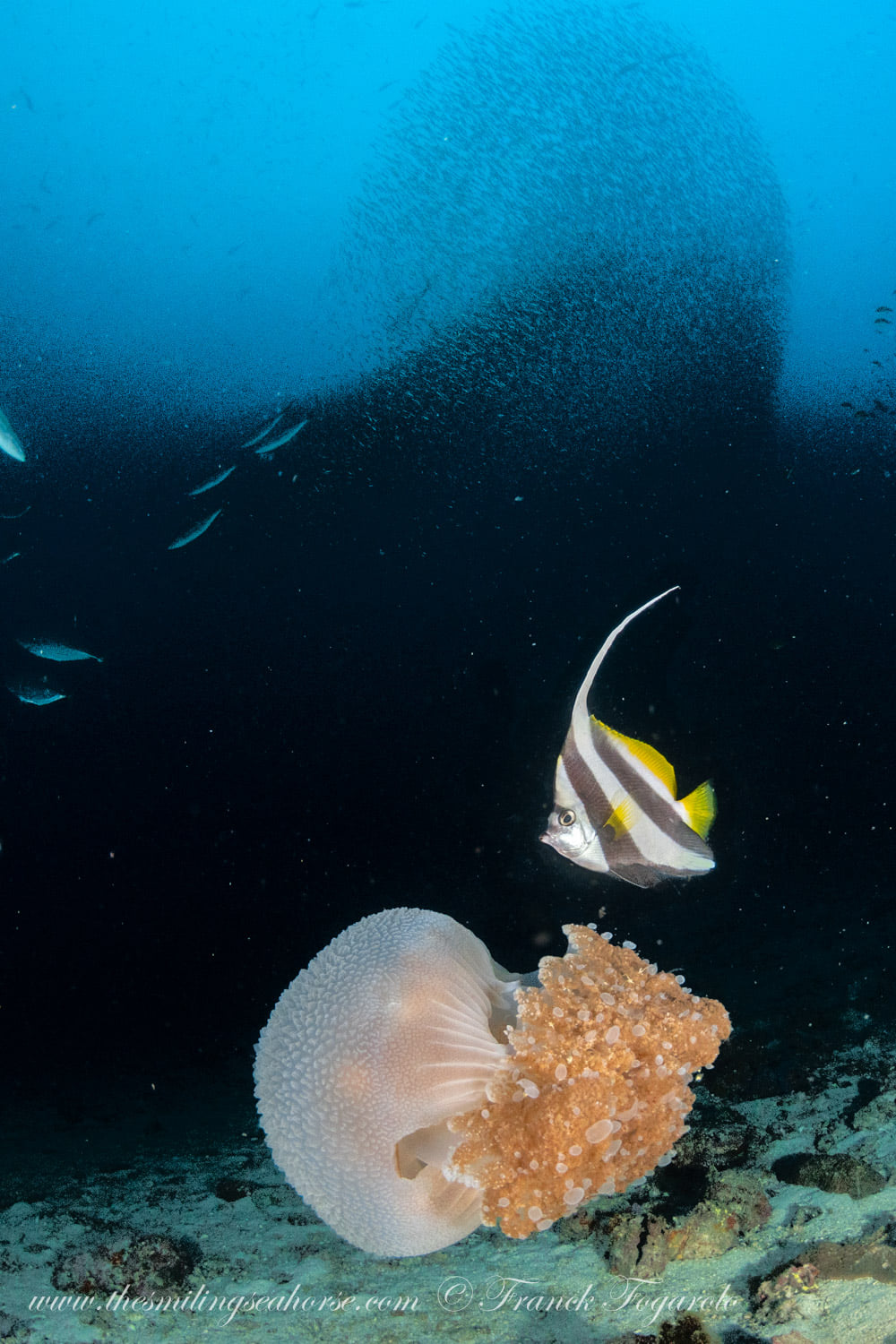 bannerfish and jellyfish