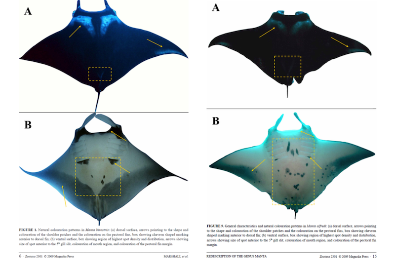 difference in dorsal and ventral pattern betweeen birostris and alfredi mantas