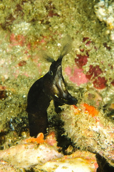 Black ribbon eel juvenile male